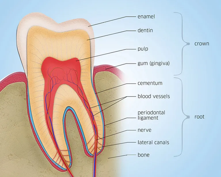 Diagram showing the tooth and its roots.